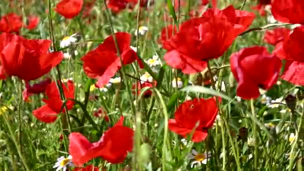 Blooming Poppy Flowers Field Sunny Day — Stock video