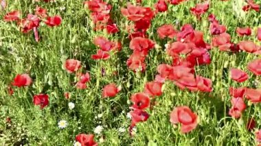 Güneşli bir günde tarlada açmakta olan haşhaş çiçekleri