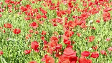 Güneşli bir günde tarlada açmakta olan haşhaş çiçekleri