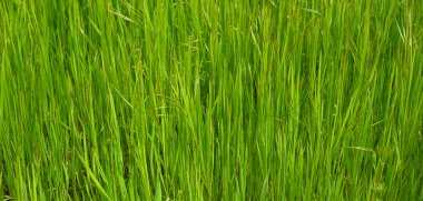 Taze yeşil çimlere yakın