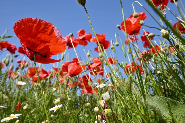 Low Angle View Blooming Poppy Flowers Field Sunny Day — Stock Photo, Image