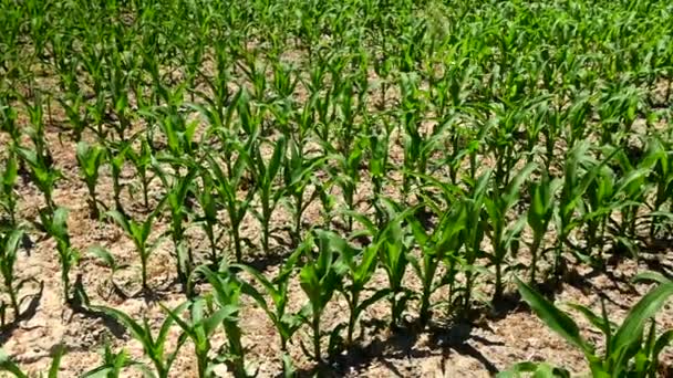 Панорамний Знімок Молодих Кукурудзяних Рослин Полі — стокове відео
