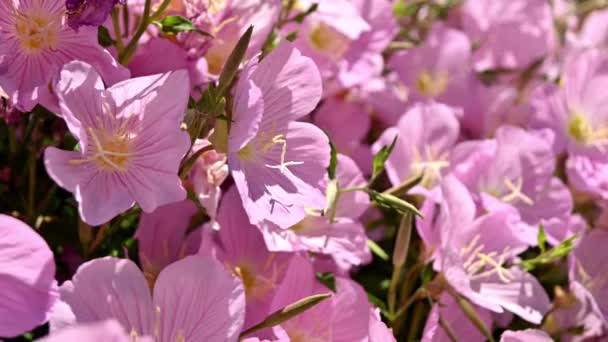 Primer Plano Flores Florecientes Petunia — Vídeo de stock