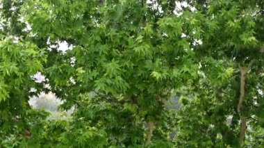 Şiddetli yaz yağmuru yeşil yapraklı ağaçlara karşı