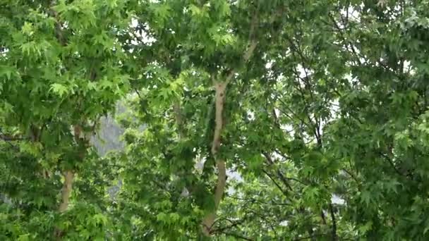 Kraftigt Sommarregn Mot Träd Med Gröna Blad — Stockvideo