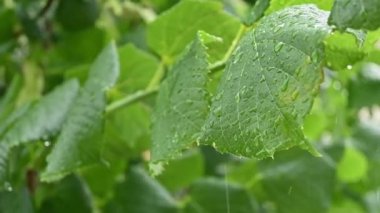 Yeşil ağaç yapraklarına hafif yaz yağmuru