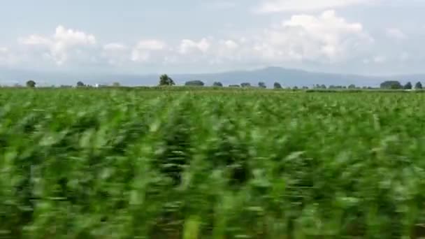 Schnelles Fahren Auf Feldern Sonnigem Sommertag — Stockvideo