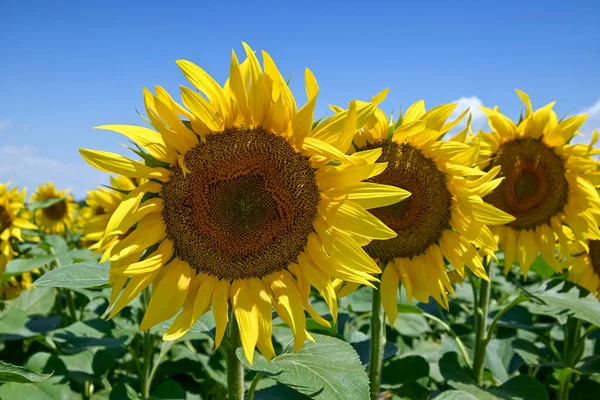 Closeup Sunflowers Field Sunny Day — Stock Photo, Image