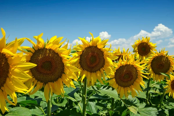 Güneşli bir günde tarlada ayçiçeklerinin yakın çekimi