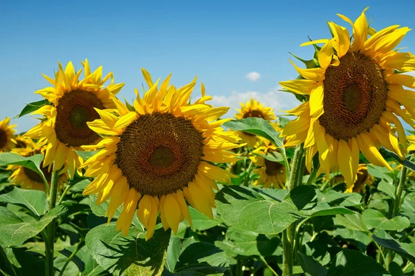 Closeup Sunflowers Field Sunny Day — Stock Photo, Image