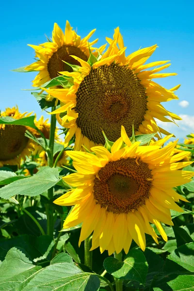 Closeup Sunflowers Field Sunny Day — Stock Photo, Image