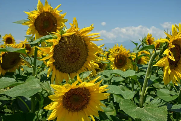 Closeup Sunflowers Field Sunny Day — Stock Photo, Image