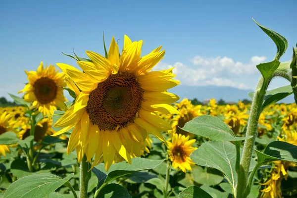 Closeup Sunflowers Field Sunny Day — Stock Photo, Image