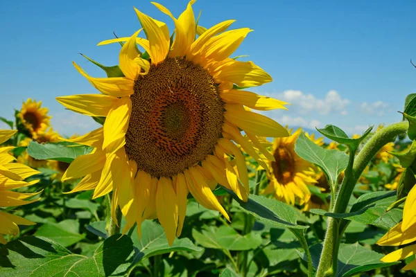 Closeup Sunflower Field Bee Sunny Day — Stock Photo, Image