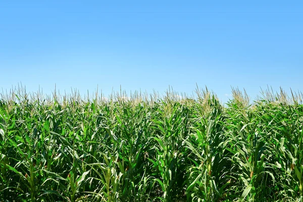 Green Corn Field Copy Space — Fotografia de Stock