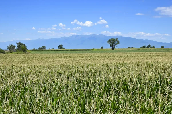 Horizont Nad Zelenou Kukuřicí Poli Modrou Oblohou — Stock fotografie
