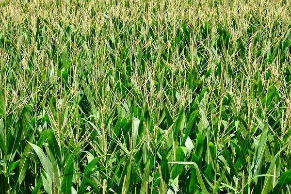 Green Corn Field Seen — 图库照片