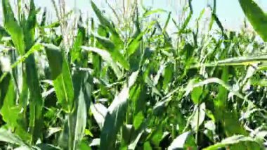 green corn plants in the field on a sunny day