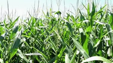 green corn plants in the field on a sunny day