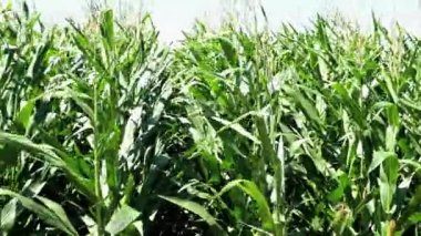 green corn plants in the field on a sunny day
