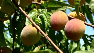 Ağaçta yetişen organik şeftalilerin yakın çekimi, güneşli bir gün.