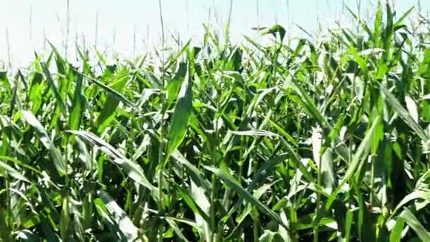 Зелені Кукурудзяні Рослини Полі Сонячний День — стокове відео