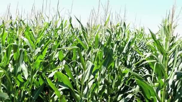 Зелені Кукурудзяні Рослини Полі Сонячний День — стокове відео