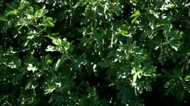 Rüzgarlı bir günde büyük incir ağacının sabit çekimi