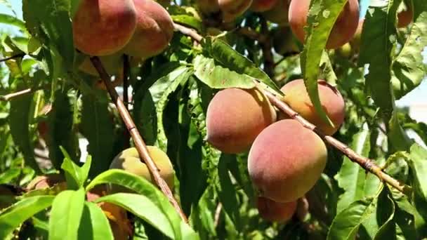 Closeup Organic Peaches Growing Tree Sunny Day — Stockvideo