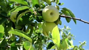 closeup of organic apples growing on tree, sunny and windy day