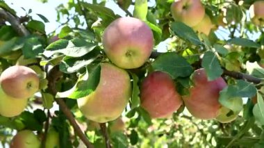 closeup of organic apples growing on tree, sunny and windy day