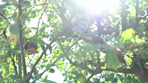 Sun Rays Branches Apple Tree Windy Day — Vídeo de Stock