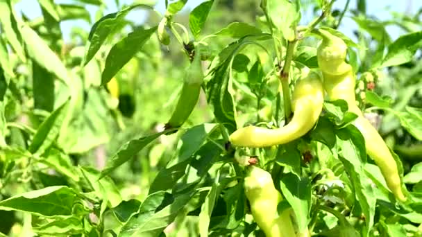 Closeup Green Banana Peppers Plant Sunny Day — Vídeos de Stock