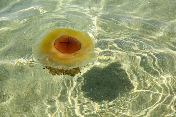 Closeup Μιας Μέδουσας Που Επιπλέει Στη Θάλασσα — Φωτογραφία Αρχείου
