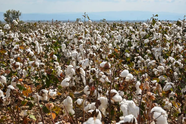 晴れた日に収穫できる綿畑 — ストック写真