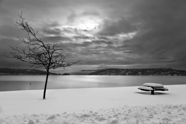 Чёрно-белая зима — стоковое фото