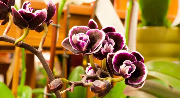 Kleine lila Orchideen — Stockfoto