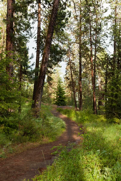 Tranquillo sentiero forestale — Foto Stock