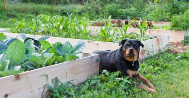 rottweiler ile yükseltilmiş Bahçe