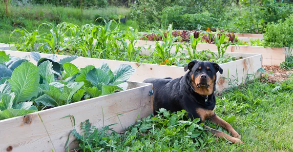 Verhoogde tuin met rottweiler Stockfoto