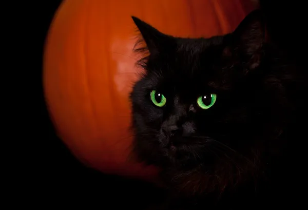 Halloween Cat — Stock Photo, Image