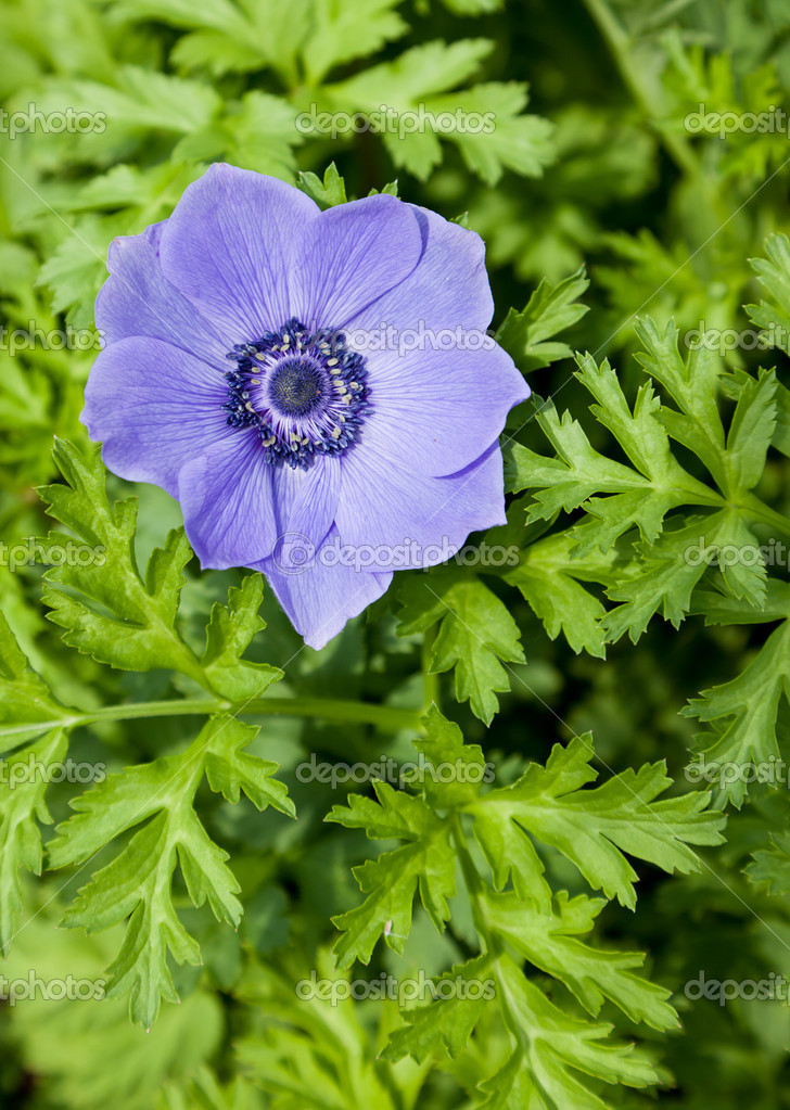 Purple Anemone Flower — Stock Photo © tamifreed 12892884