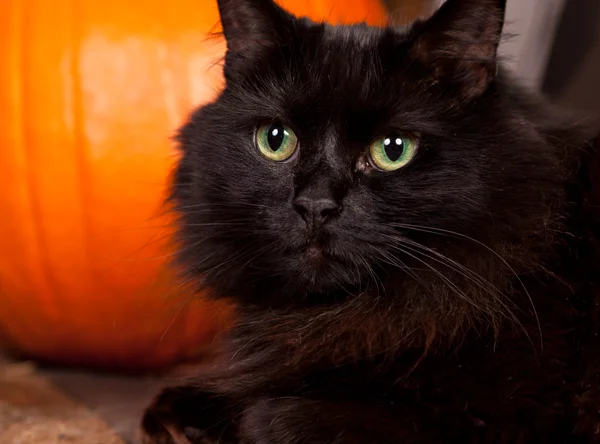 Halloween czarny kot — Zdjęcie stockowe