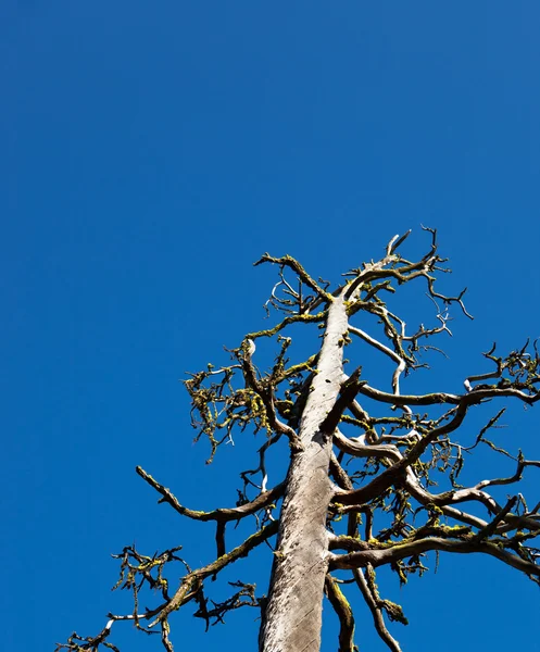 Tree Skeleton — Stock Photo, Image