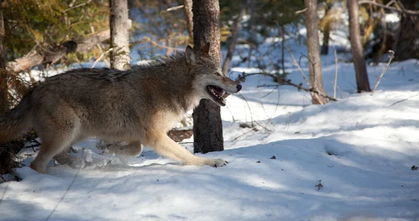Волк бежит в лесу — стоковое фото