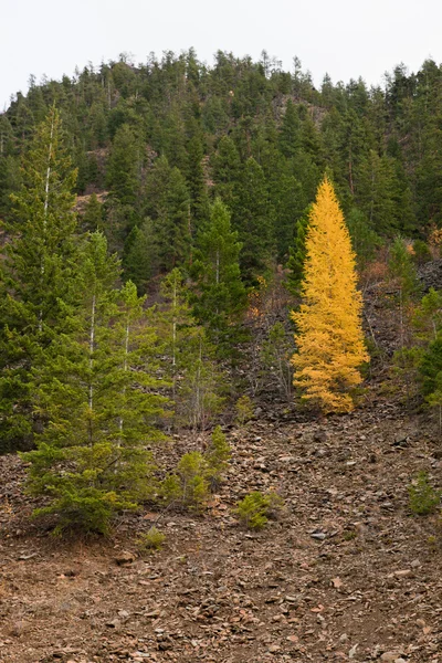 Tamarack-Baum im Herbst — Stockfoto