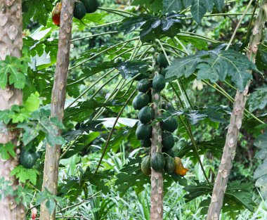vahşi papaya