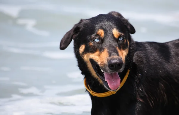 Pes na pláži s modrýma očima — Stock fotografie