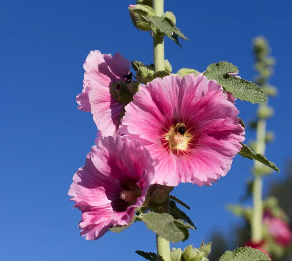 Topolovka růžová s modrou oblohou — Stock fotografie