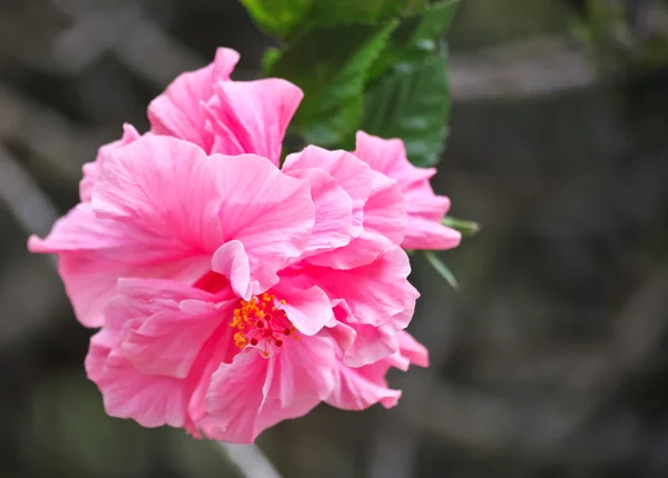 Double Flowered Hibiscus — Stock Photo, Image